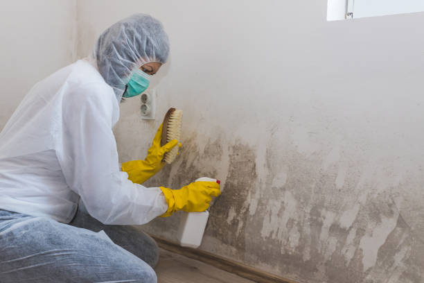 Best Toxic Mold Removal  in Taos Pueblo, NM